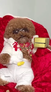 Make It Rain Dog