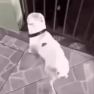 Счастье Танец Мем