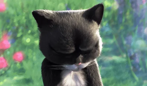 Прости Котик Кот