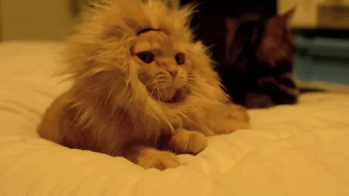 Кошка Костюм Животные