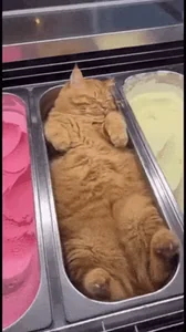 Кошки Мороженое Домашние Животные