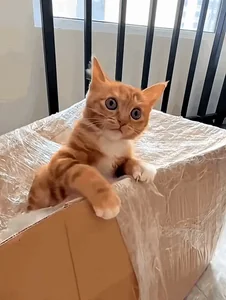 Кот Мем Голод