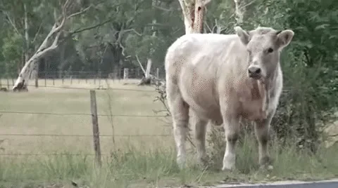 Joke Cow Jokes