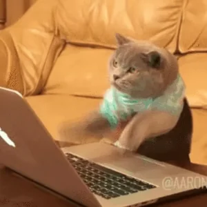 Коты Кот Работа