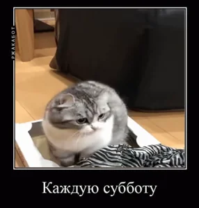 Суббота Кот Играет