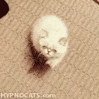 Котик Кошка Кот