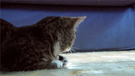 Shocked Lil Bub
