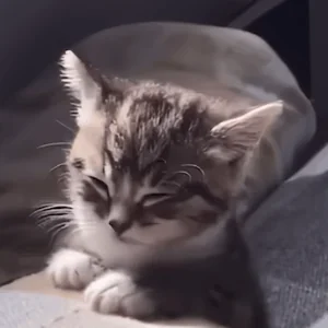 Котик Устал Сплю