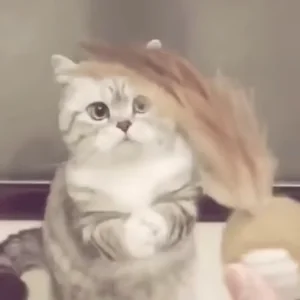 Cute Cat Standing
