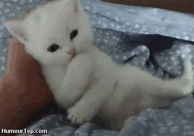 safe for work cat