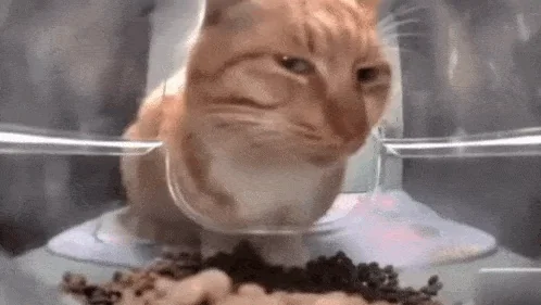 Кот Смотрит Мем