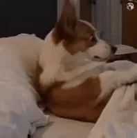 Dog Corgi