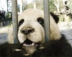 Панда Panda Cute Прелестно