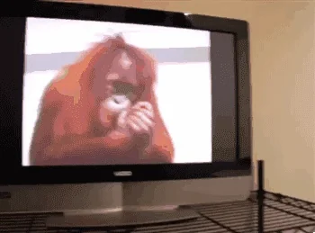 Нет Животные Обезьяна