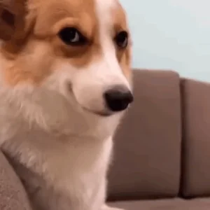 Ухмылка Собака Корги