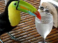 Aww Birds