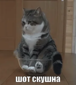Кот Скучаю Скучно
