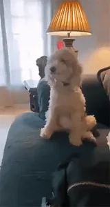 Dog Lol