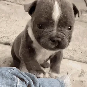 Dogs Wave Hi