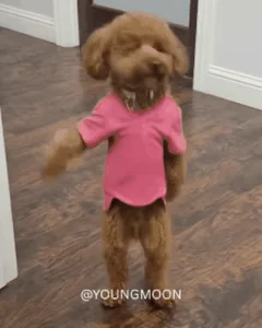 Dog Pet