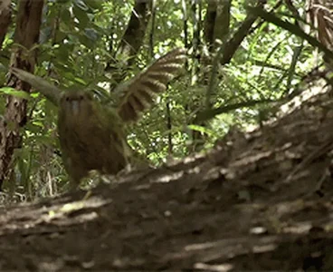 Kakapo Marsiles Flightless