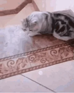 Cat Fail Fall