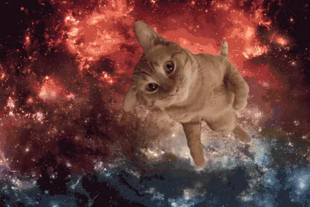 space cat
