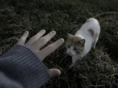 Кот Котик Котенок