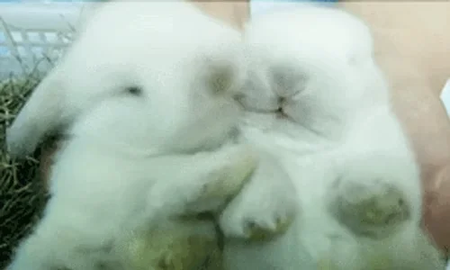white rabbit love
