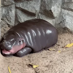 Tired Pygmy Hippo