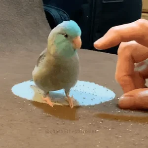 Awesome Little Bird