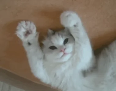 Cats Happy Cat