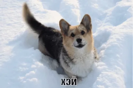 Новый год С новым годом Собака Привет Поздравляю