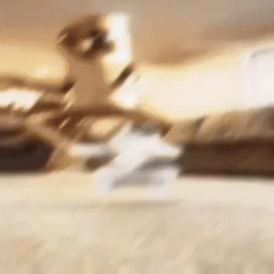Cat Car