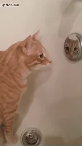 Котик Кошка Кот