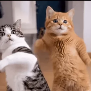 Кошки Танец Танцует