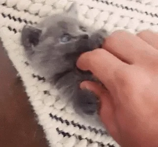 Кот Лапки Привет