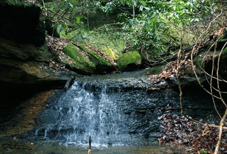forest
