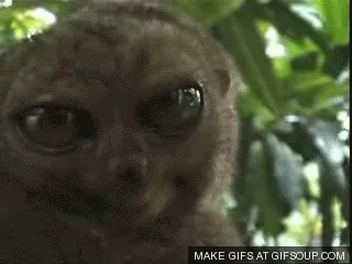 surprised big eyes