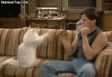 cat kitten