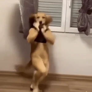 Golden Retriever Dance