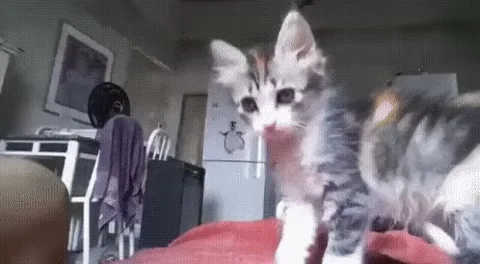 Cat Cool Hand