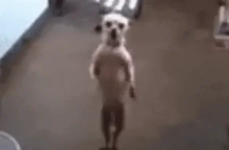 Dog Dance Izctrl