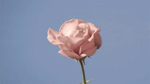 Blooming Time Lapse