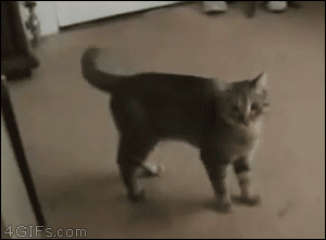 Зовущие крики кошек