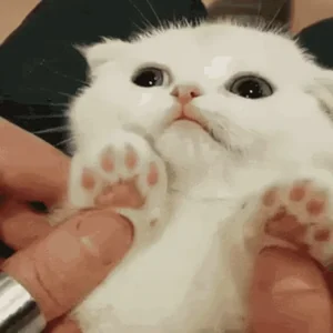 Cat Waving