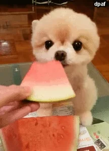 Собака Животные Щенок