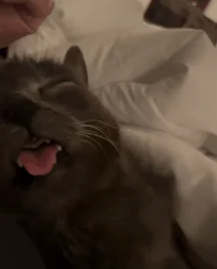 Cat Kitty