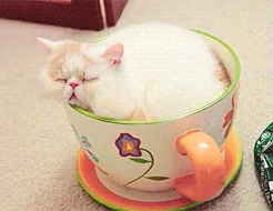 Усталость Устал Котик