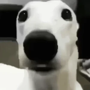 Собака Белый Испуг